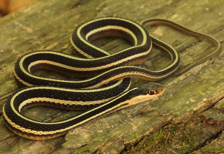 Eastern Ribbon Snake